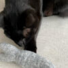 Felt Fish - Image 4